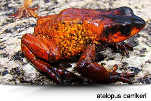 Atelopus carrikeri