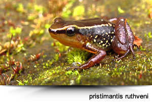 Pristimantis ruthveni